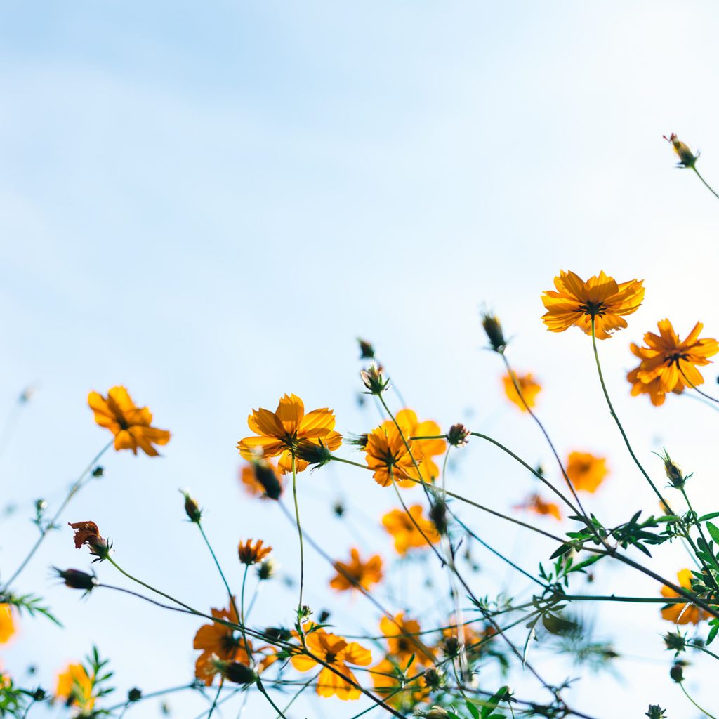 counselling-services