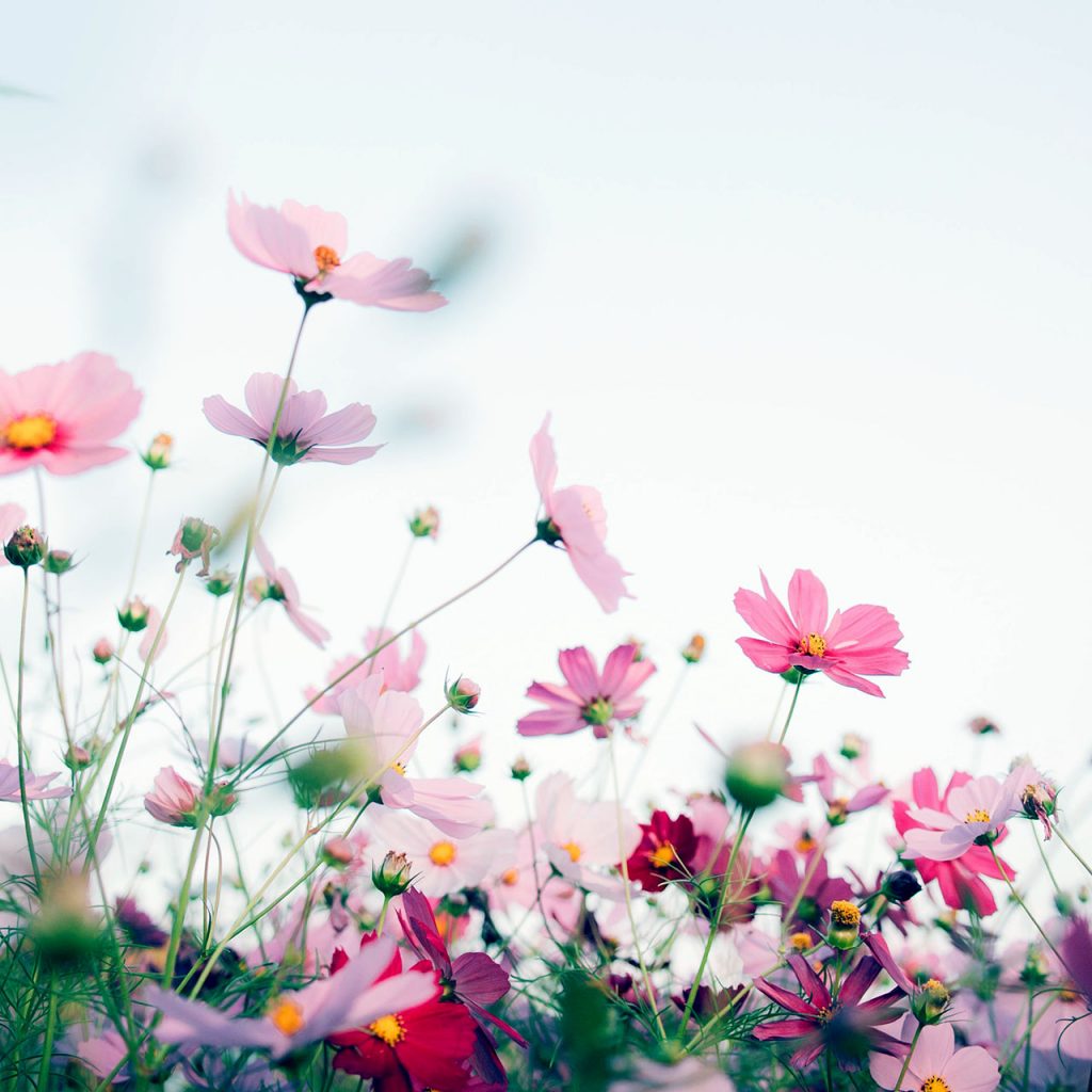 Psychotherapy Services